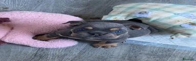 Mixed Breed 1