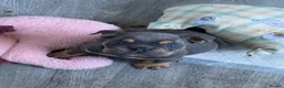 Mixed Breed dogs for sale: Olde English bulldog puppies  - Advert 8