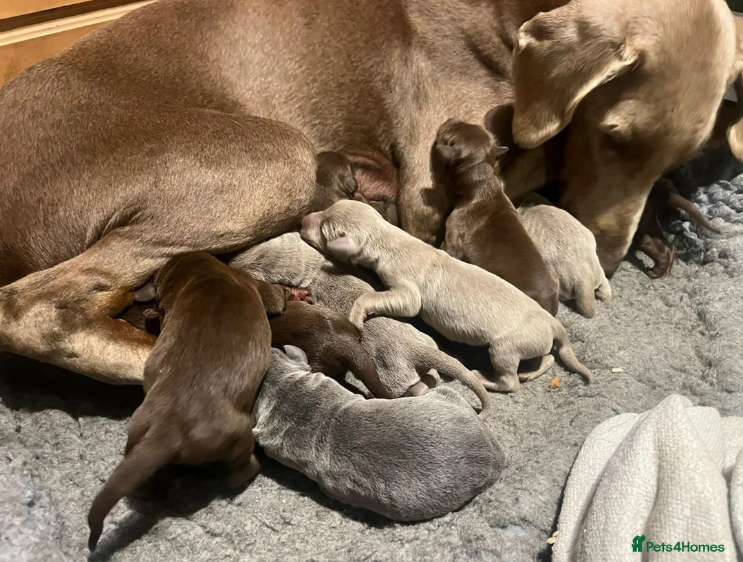 Dobermann dogs for stud: KC Health & Heart tested stud in Burnley - Advert 10