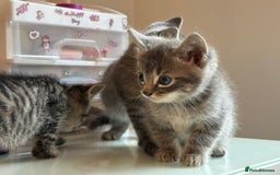 Mixed Breed cats for sale: Mixed breed ragdol and tobby - Image 5
