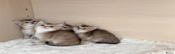 British Shorthair cats for sale: Adorable BSH Golden Shaded (25) Kittens - Advert 7