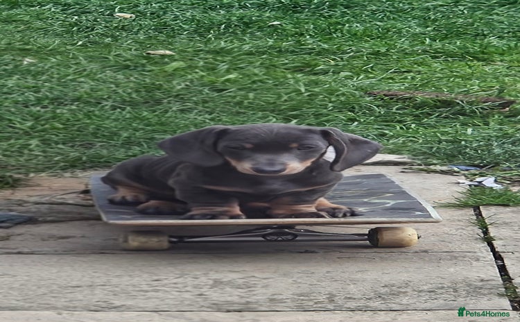 Dachshund dogs - Advert 2
