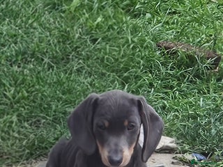 Dachshund dogs - Advert 29