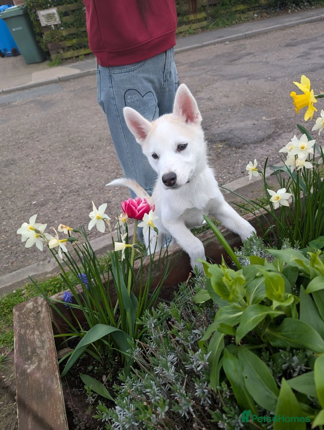 Siberian Husky dogs for sale: Beautiful Siberian Husky Puppy  in York - Advert 2