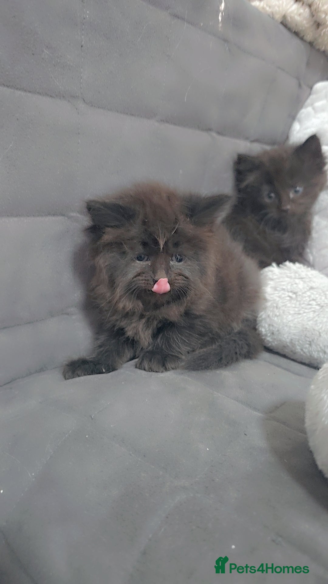 Maine Coon cats Stunning mainecoon/ragdoll babies - Advert 5