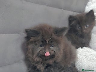 Maine Coon cats Stunning mainecoon/ragdoll babies - Advert 1