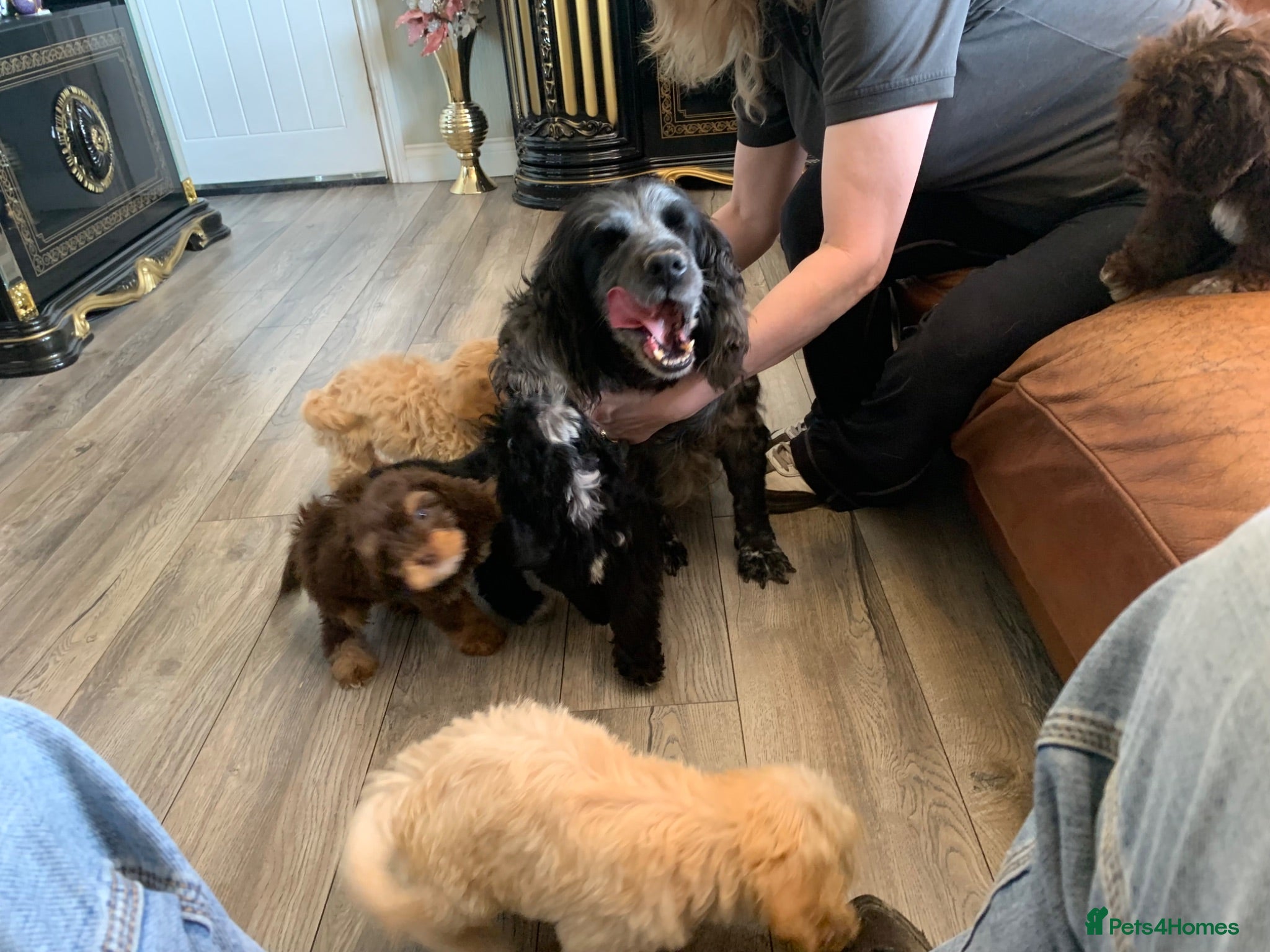 Cockapoo dogs Cocker poodle.puppies for sale - Advert 1