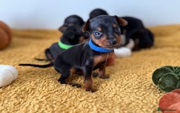 Miniature Pinscher dogs for sale: Miniature Pincher Puppies  - Image 4
