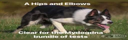 Border Collie dogs for sale: Handsome ISDS registered male puppy - Advert 11