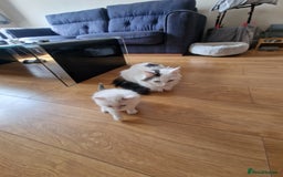 Mixed Breed cats for sale: Rare Norwegian Forest ×Ragdoll Kitten - Image 15