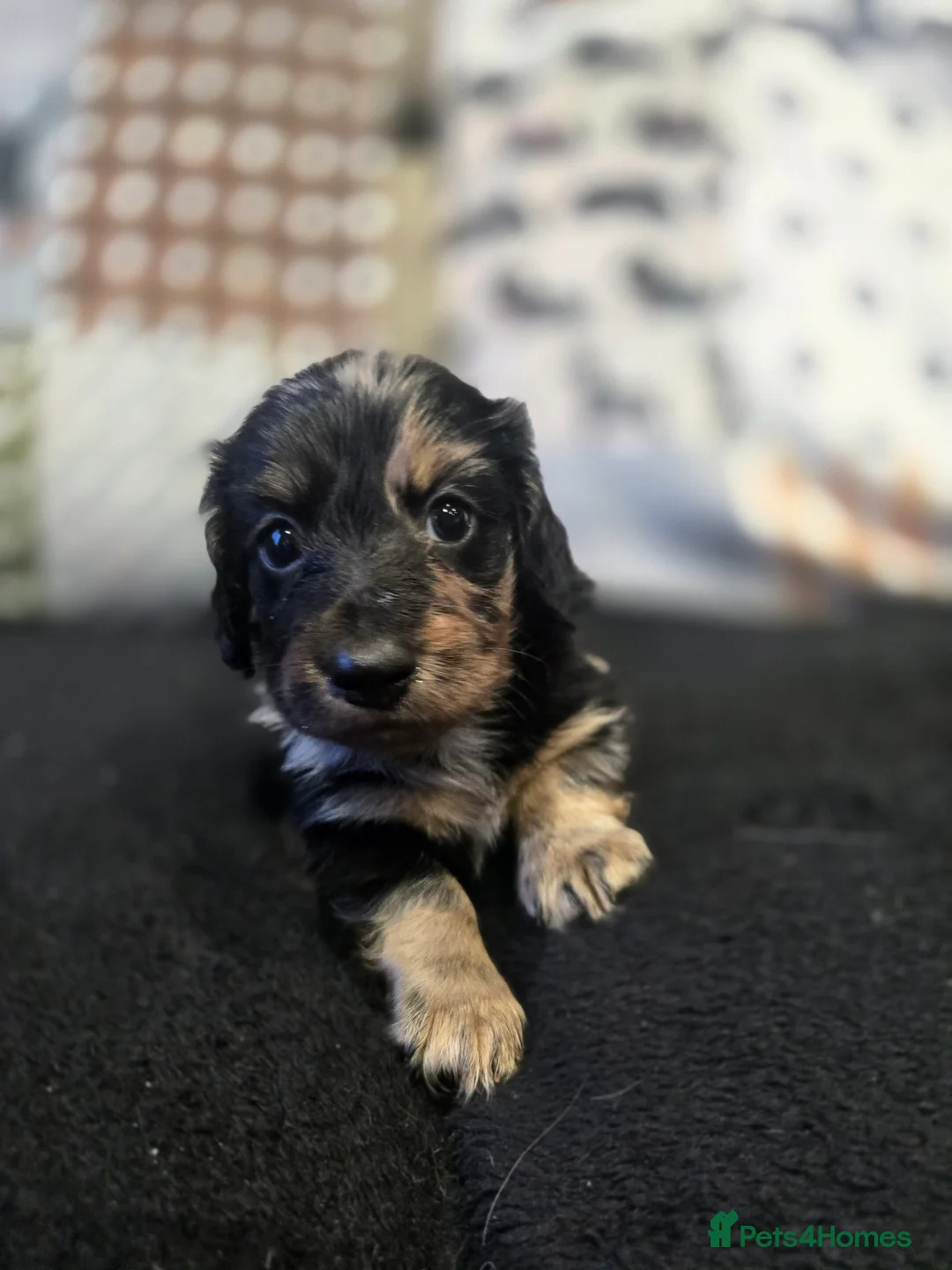 Miniature Dachshund dogs for sale: ✨️Kc registered stunning miniature dachshunds ✨️ - Advert 3