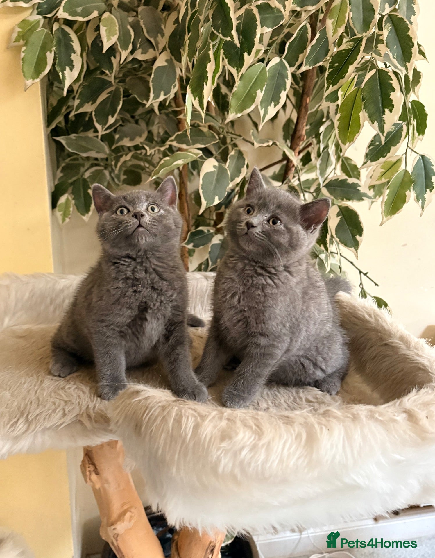 British Shorthair cats British Short Hair Kittens - Advert 6