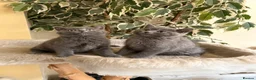 British Shorthair cats for sale: British Short Hair Kittens in Camberley - Advert 1