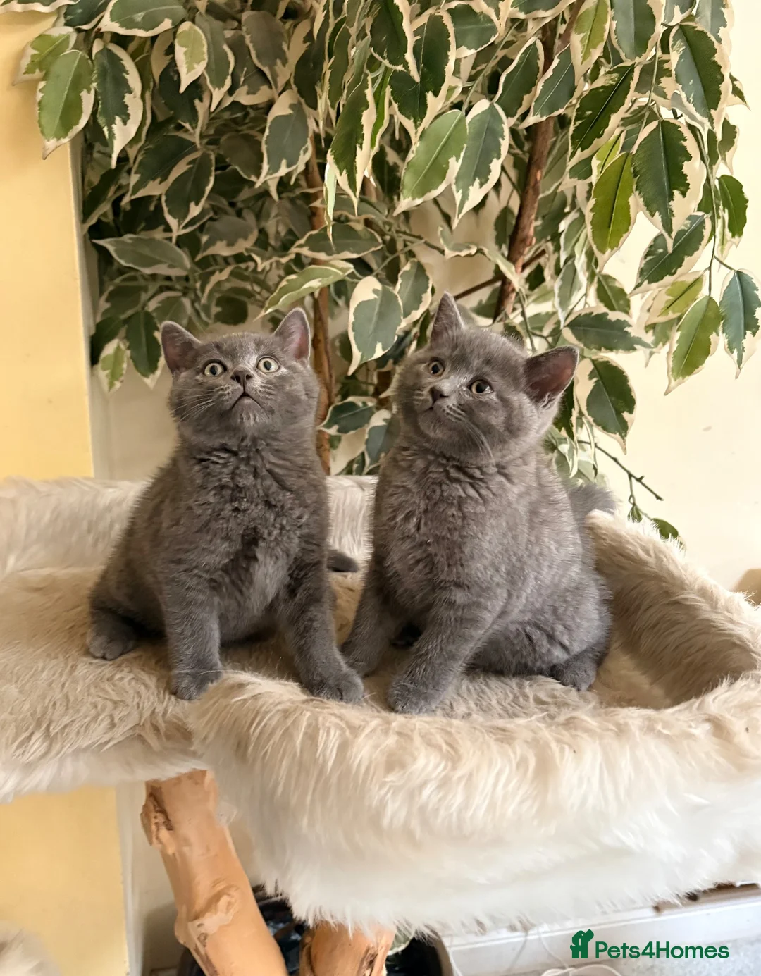 British Shorthair cats for sale: British Short Hair Kittens in Camberley - Advert 1
