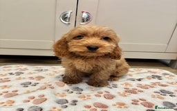 Cockapoo dogs for sale: Cockapoo Puppies Ready Now Fully Vaccinated  - Advert 18