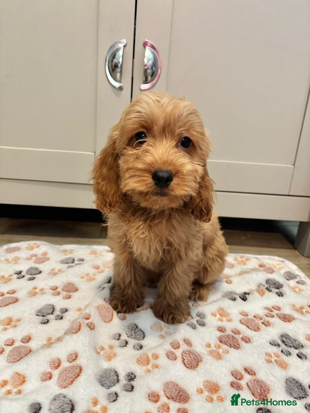 Cockapoo dogs for sale: Cockapoo Puppies Ready Now Fully Vaccinated  - Advert 18