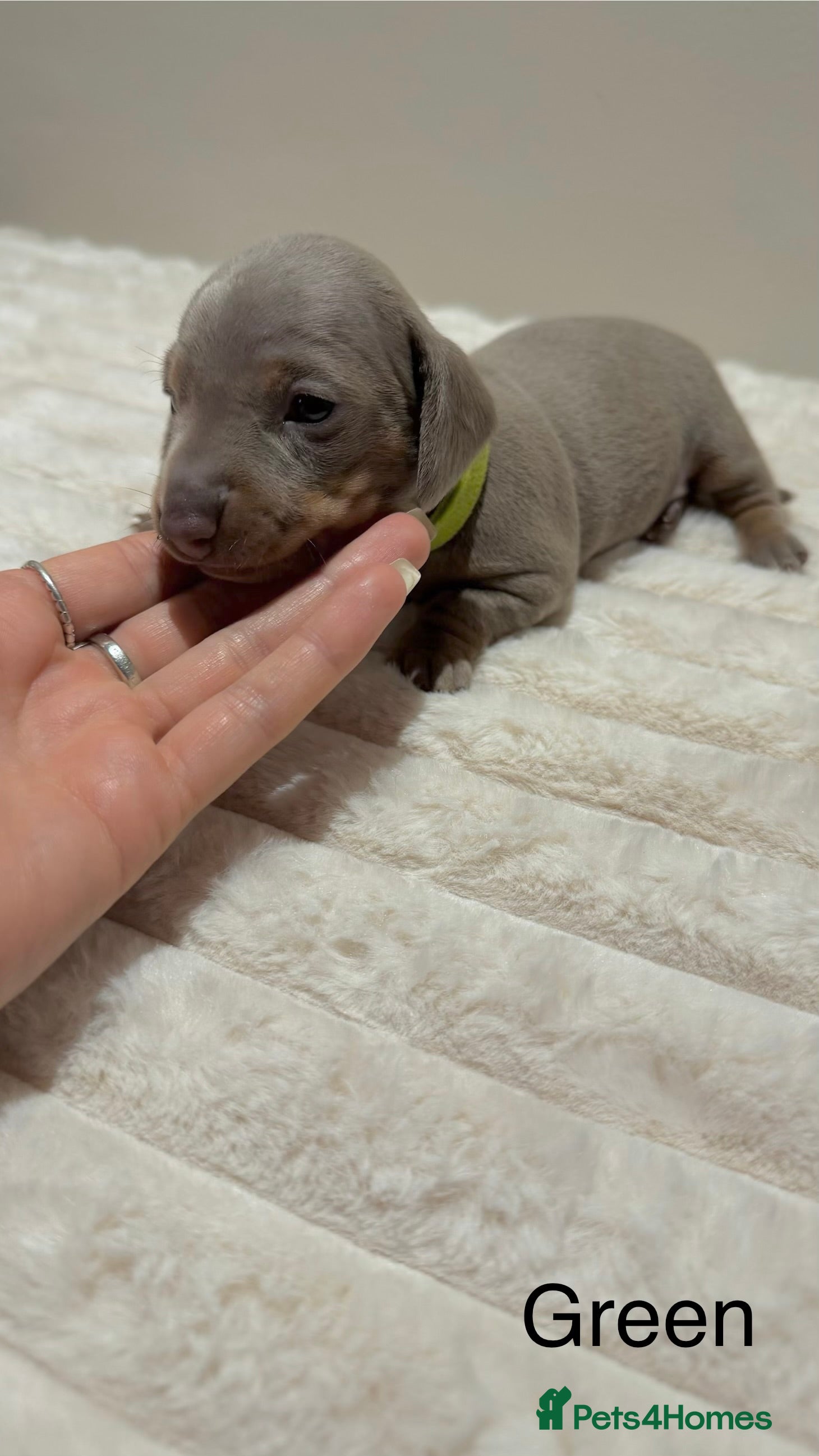 Miniature Dachshund dogs for sale: 🐾 Miniature Dachshund Puppies For Sale 🐾  - Advert 18