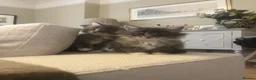 Maine Coon cats for sale: Beautiful fluffy Maine Coon x kittens - Advert 12