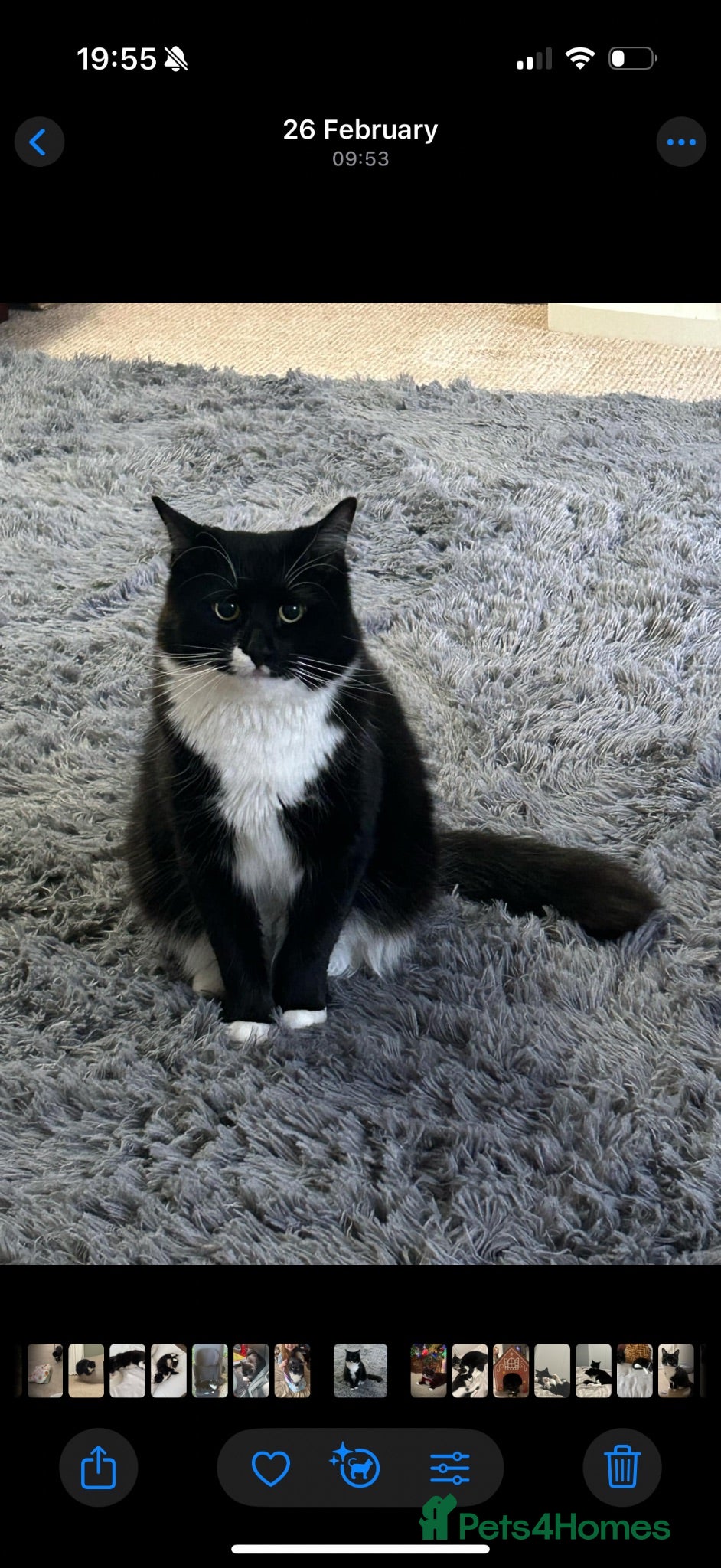 Domestic Shorthair cats REHOME - Beautiful Tuxedo Male  - Advert 1