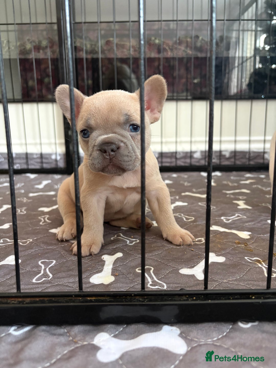 French Bulldog dogs for sale: French Bulldog Pups - Advert 3