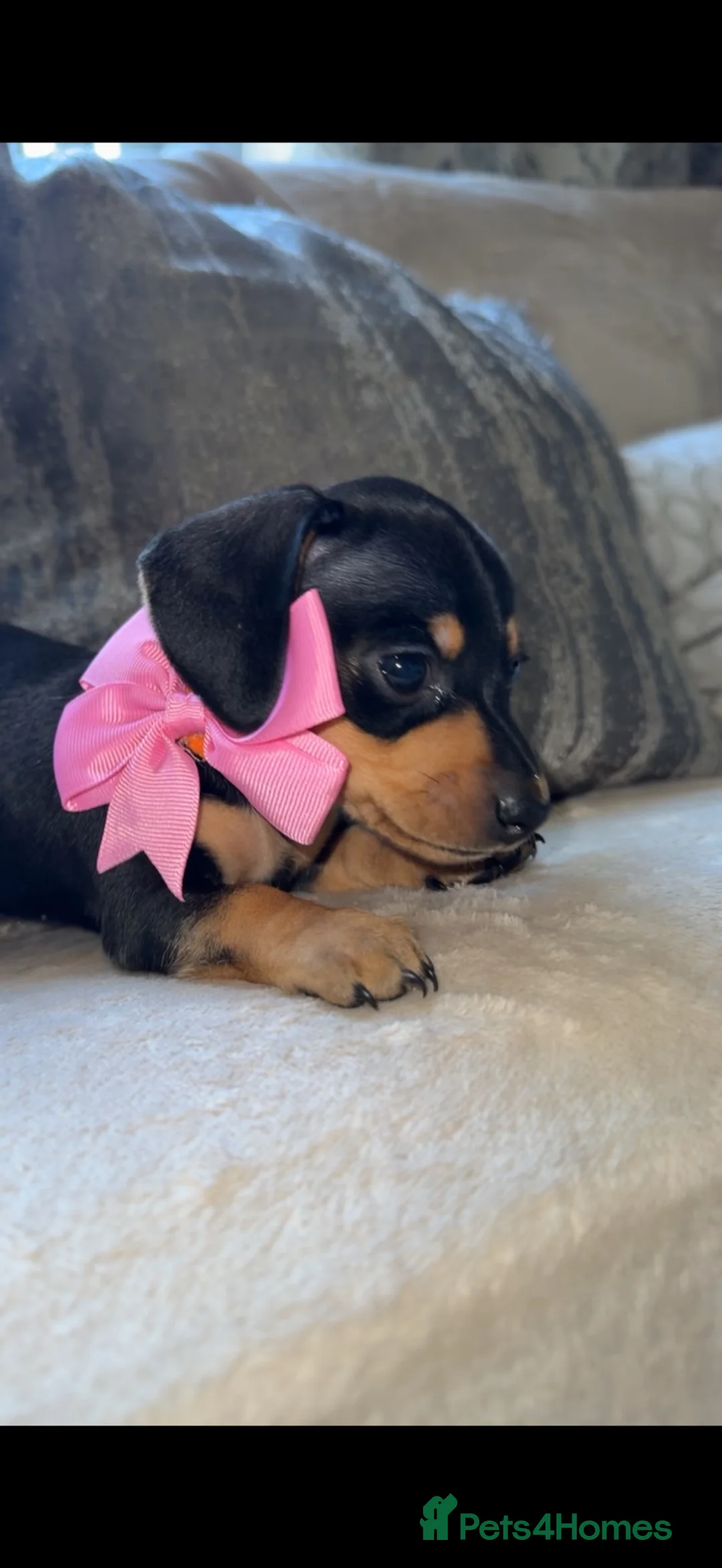 Miniature Dachshund dogs for sale: Miniature daschund  - Advert 1