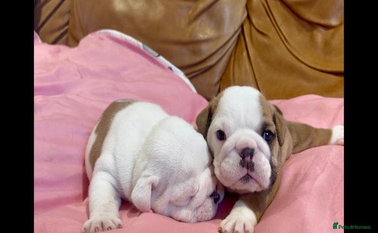 English Bulldog dogs Stunning Red & White English Bulldog Puppies - Advert 1