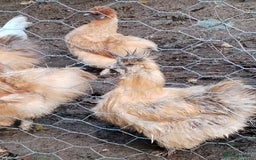 Chickens poultry for sale: Silkie chickens POL - Image 2