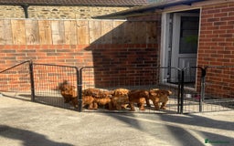 Labrador Retriever dogs for sale: Fox Red /  Mahogany Labradors  - Image 1