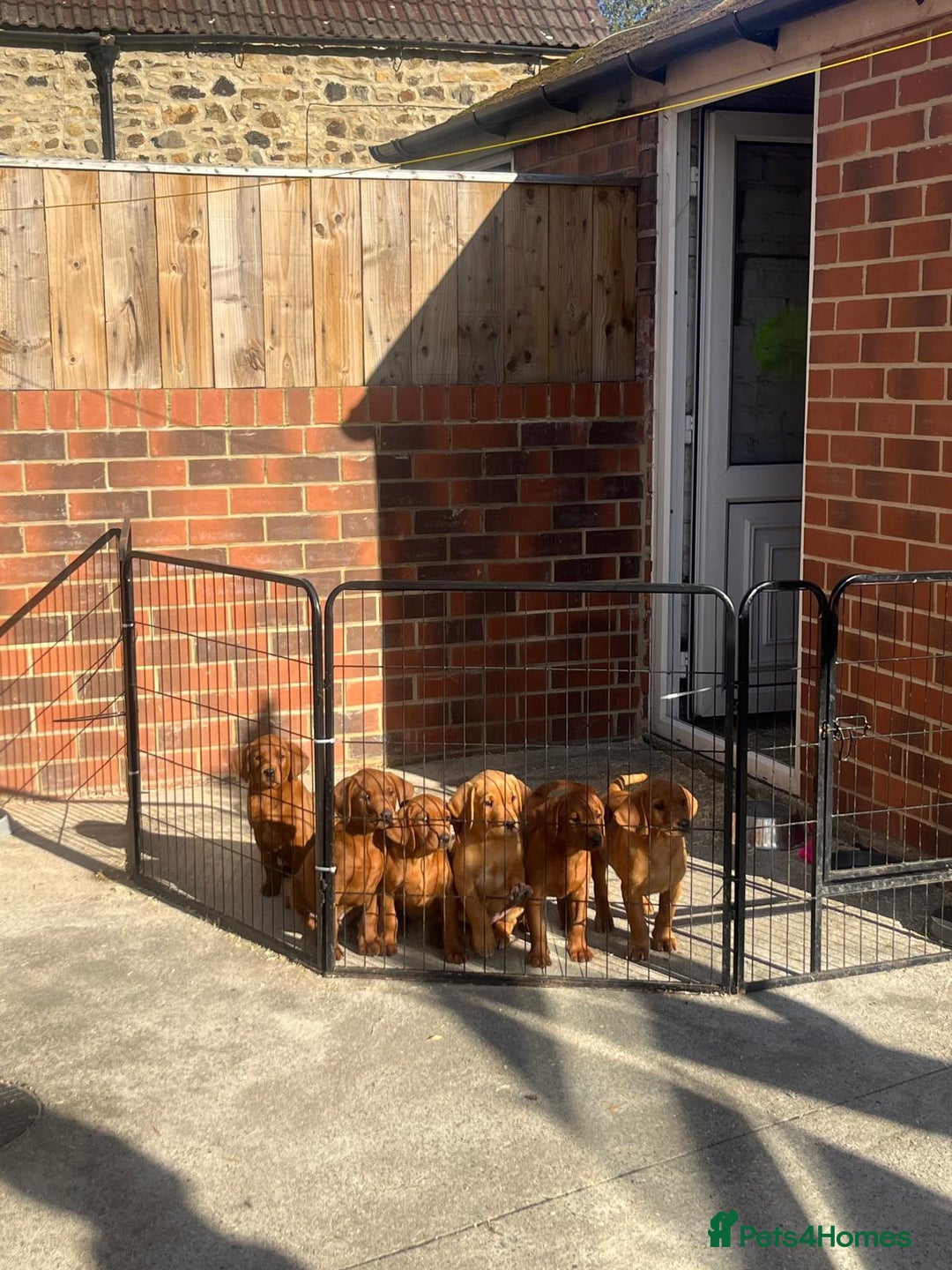 Labrador Retriever dogs for sale: Fox Red /  Mahogany Labradors  - Image 1