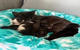 Mixed Breed cats for sale: Mixed breed kittens  - Image 25