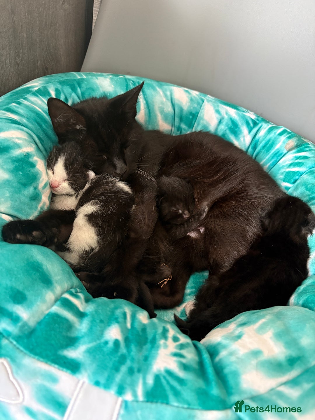 Mixed Breed cats for sale: Mixed breed kittens  - Image 25