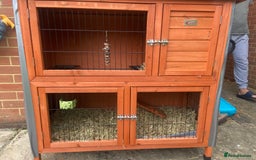 Guinea Pig rodents for sale: Female Guinea pigs for sale - Image 3