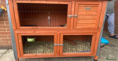 Guinea Pig rodents - Advert 8