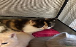 Mixed Breed cats for sale: Beautiful Ragdoll x British short kittens  - Advert 5