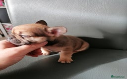 French Bulldog dogs for sale: Gorgeous French bulldog puppies Just 1 girl left!  - Advert 34