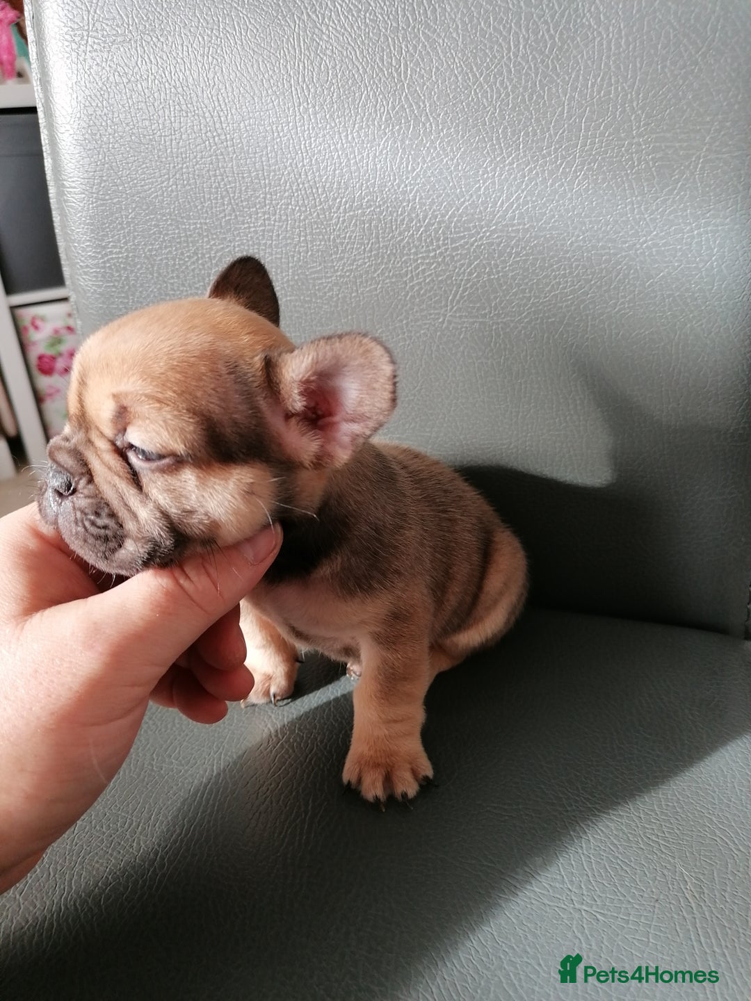 French Bulldog dogs for sale: Gorgeous French bulldog puppies Just 1 girl left!  - Advert 34