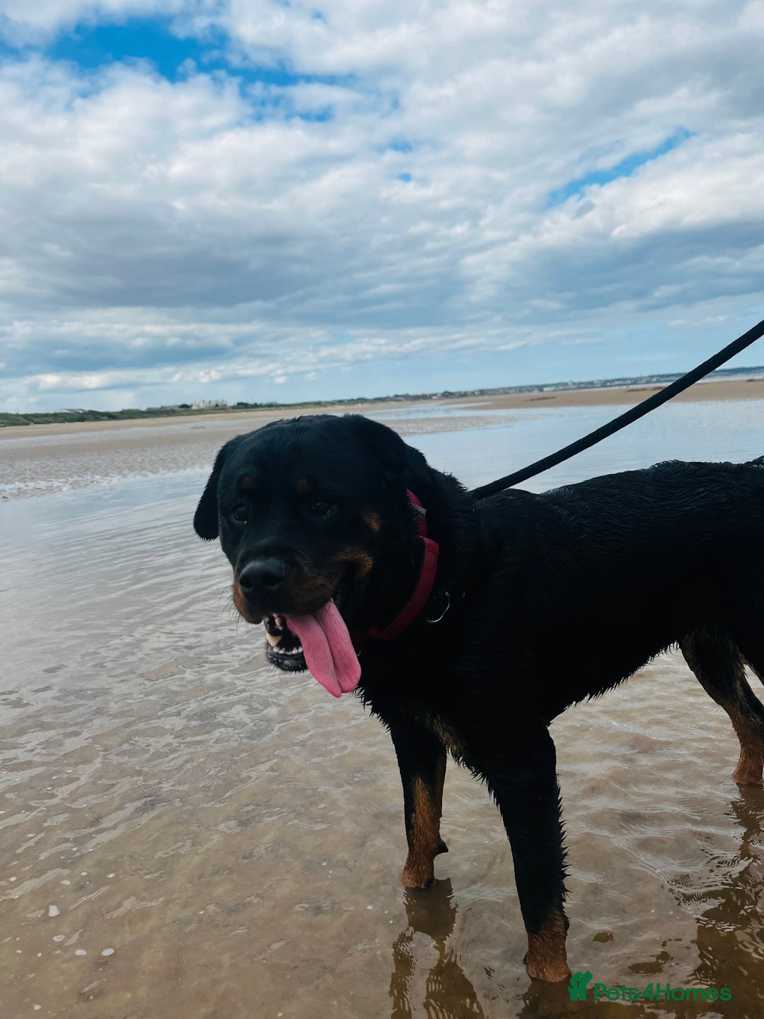 Rottweiler dogs for sale: 🐾🐶PUREBRED ROTTWEILER PUPPIES–DEPOSITS OPEN 🐶🐾 - Advert 8