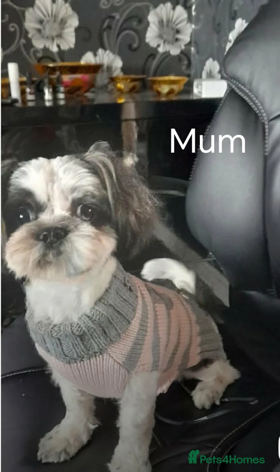Shih Tzu dogs for sale: 3 beautiful puppies  in Burton-on-Trent - Advert 7
