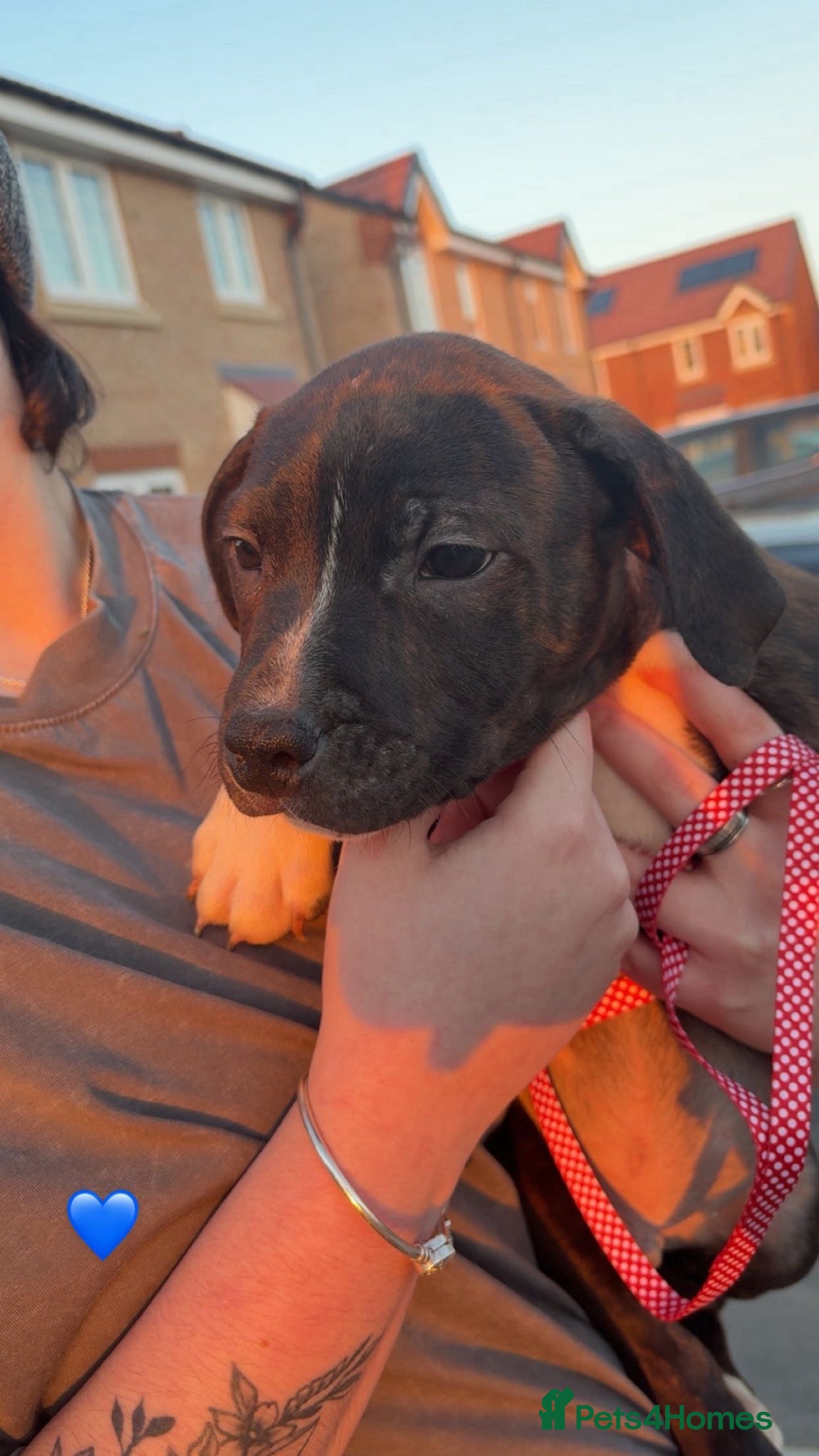 Staffordshire Bull Terrier dogs 3 staffy puppies for sale (read description) - Advert 2