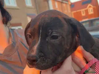 Staffordshire Bull Terrier dogs 3 staffy puppies for sale (read description) - Advert 9