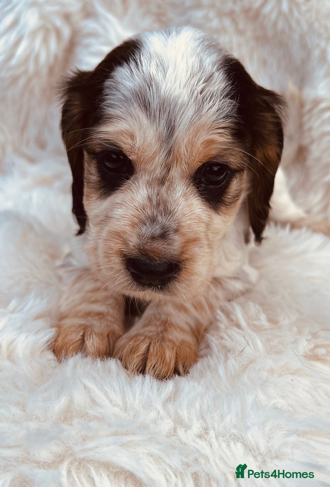 Cocker Spaniel dogs for sale: Gorgeous show type cocker spaniels - Image 17