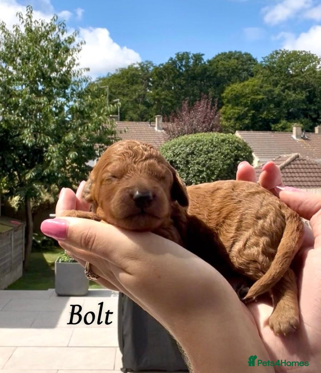 Cockapoo dogs for sale: Gorgeous F2B Cockapoos - Image 8