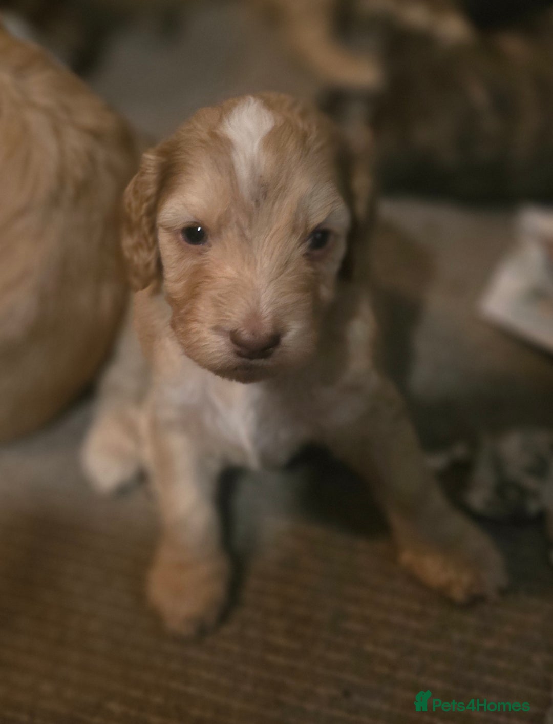 Cockapoo dogs for sale: Cockerpoo puppies F1. Stunning litter  - Image 7