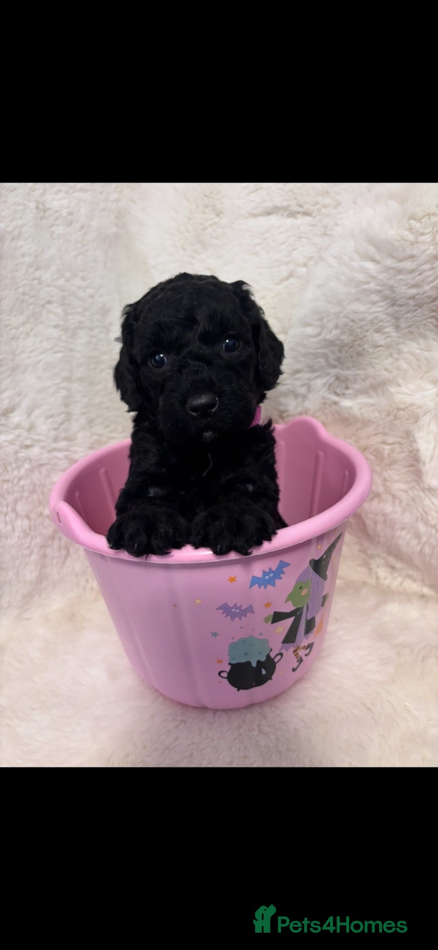 Cockapoo dogs for sale: Beautiful Toy cockapoo puppies  - Advert 1