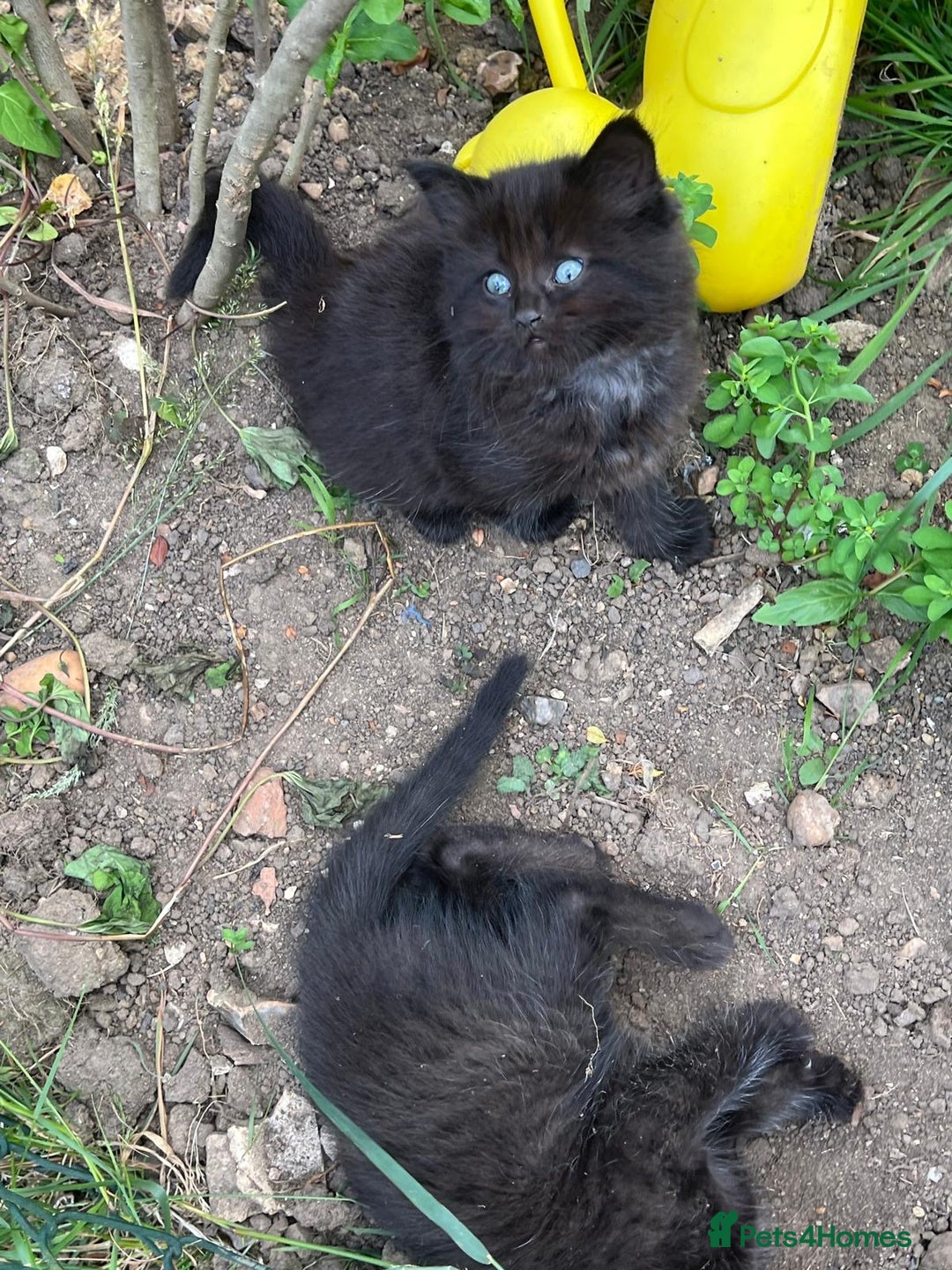 Ragdoll cats for sale: ✨ Ragdoll / British Shorthair Adorable Kittens✨ in Welwyn Garden City - Image 8
