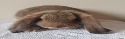 German Lop rabbits for sale: Baby buck rabbits - Advert 4