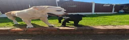 Labrador Retriever dogs for sale: Exceptional Home Raised Labrador Puppies - Advert 8