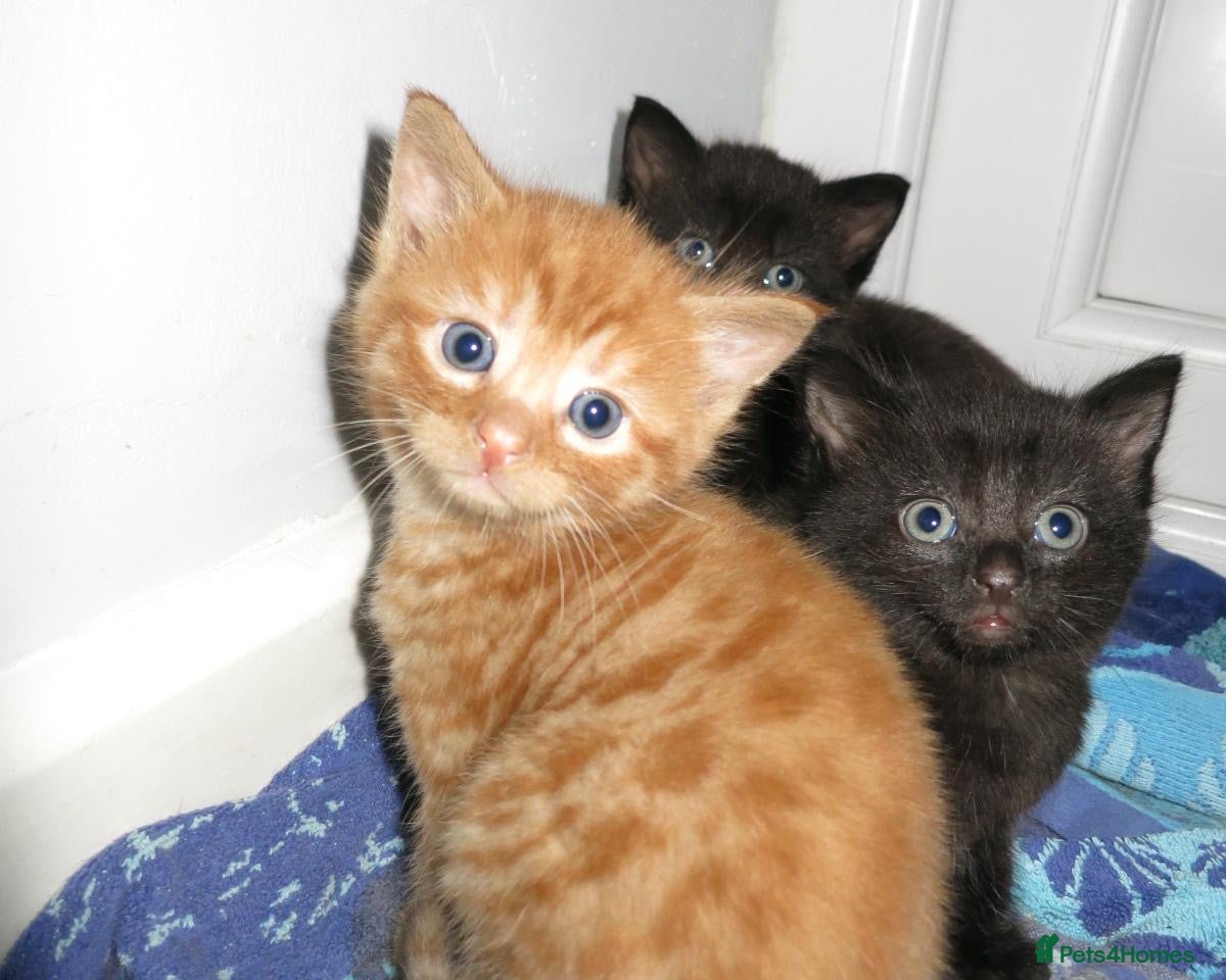 American Shorthair cats 3 Short Hair very affectionate Kittens  - Advert 3