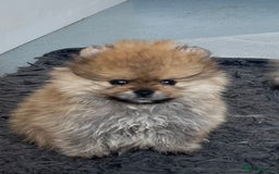 Pomeranian dogs for sale: Pomeranian  puppies  - Image 21