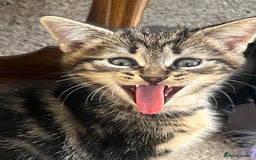 Domestic Shorthair cats for sale: 🐾 Kittens Looking for Loving Homes 🐾 - Image 2